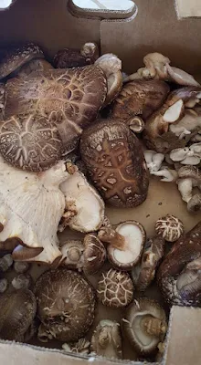 What Are The Healthiest Mushroom To Eat?