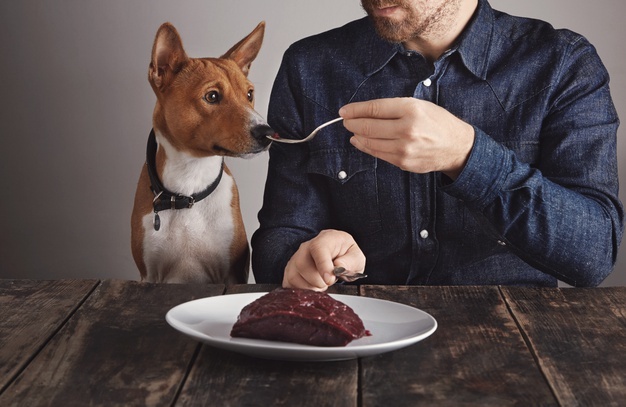 Why Vets Don't Like Raw Diets For Pets?