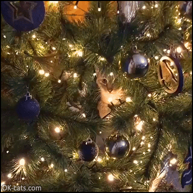 Christmas Cat GIF • Quiet kitty hidden in the Xmas (his new fort)!  [ok-cats.com]