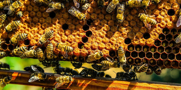 What is the purpose of a bee's honeycomb?