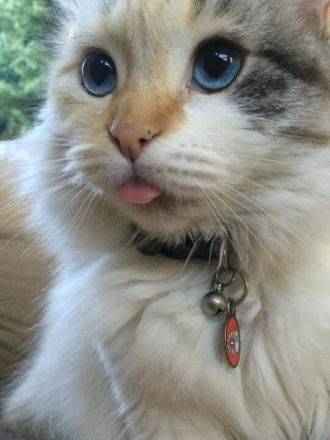 Funny Cats Shows Their Tongue