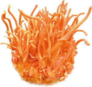 Where can I find a Cordyceps militaris for sale?