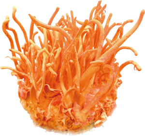 Where can I find a Cordyceps militaris for sale?