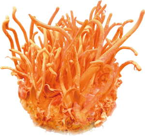 Where can I find a Cordyceps militaris for sale? | Mushroom supplier | Biobritte mushroom center