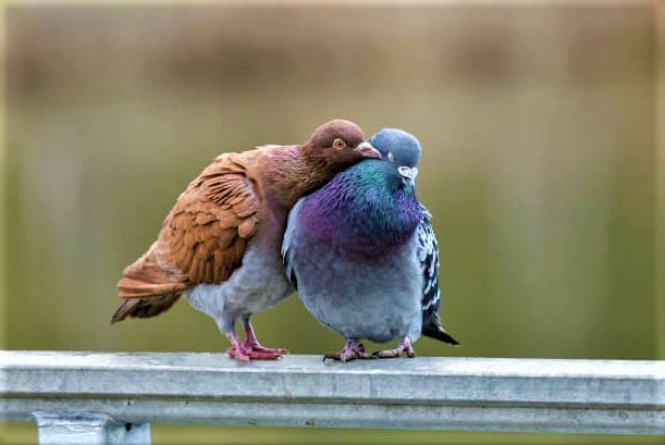 Do Pigeons Mate For Life?