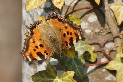 Grote Vos - Grutte Foks - Nymphalis polychloros