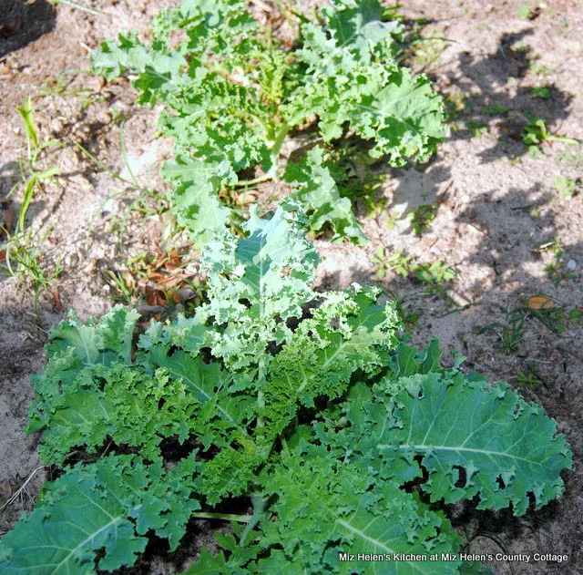 Fruit and Kale Salad With Lemon Vinaigrette at Miz Helen's Country Cottage