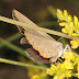 Laeosopis roboris