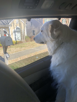 A photo of Max sitting down on a seat in the second row of the van with his head breathing in the air from the open window.