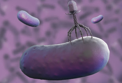 Use Of Bacteriophages as Alternatives To Antibiotics