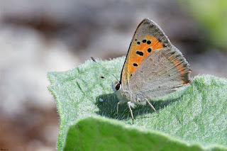 mariposa-manto-bicolor-lycaena-phlaeas-