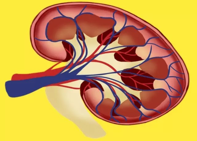 Health For Kidney In Hindi-किडनी को स्वस्थ रखना चाहते हैं तो आज से ही करें अपनी आदतों में बदलाव