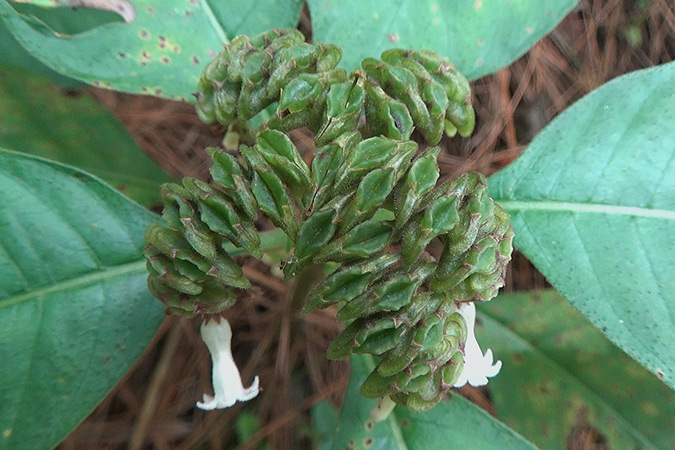 Dlium Jungak (Ophiorrhiza mungos)