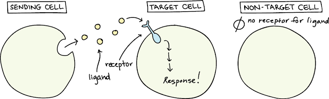 Cell To Cell Signaling in plants