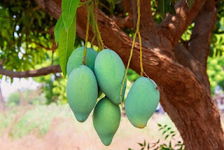 Klasifikasi Tumbuhan Mangga dan Lumut