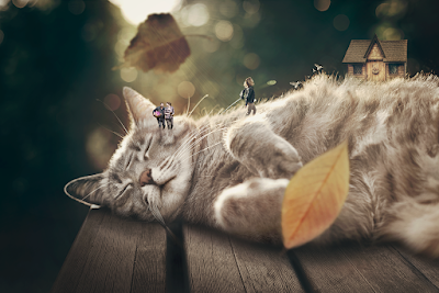 16 significados de soñar con gatos