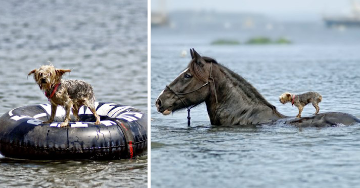 Truth Behind Photo of Horse Apparently Coming to the Rescue of Drowning Blind Dog