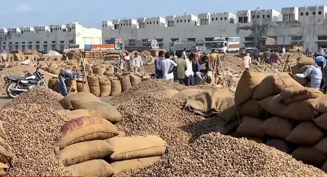 live commodity market price of peanut income starts declining agriculture in Gujarat groundnut price soared