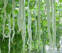 SNAKE GOURD - A VEGETABLE THAT GROWS IN DIFFERENT SHAPES 