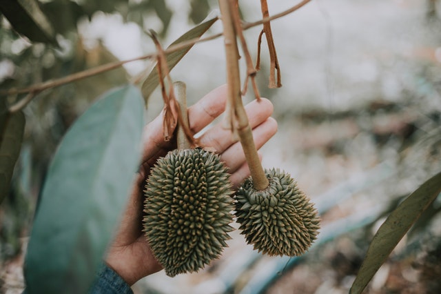 durian fruit in malayalam
