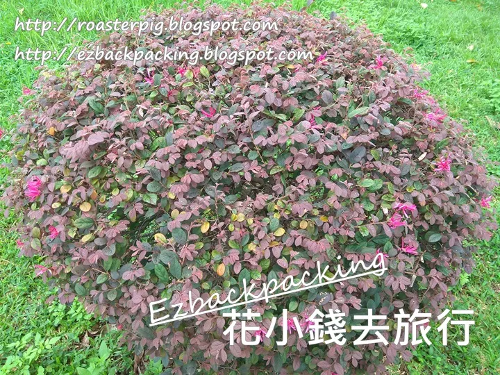 紅花檵木