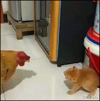 Funny Kitten GIF • Brave kitty meets a chicken for first time, standing up ready to fight