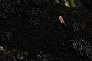 Helgoland Nordsee Rundgang Naturfotografie