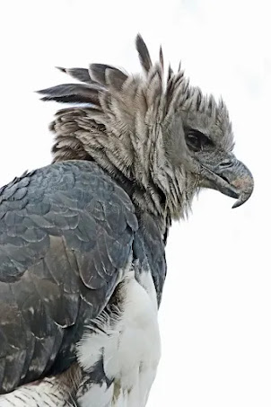 The Harpy Eagle