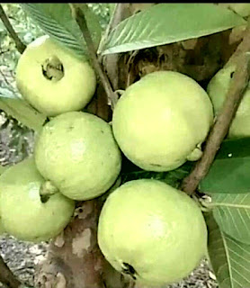 Guava hd image download