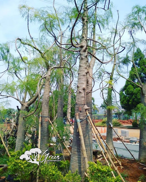 Jual Pohon Kelor Afrika (Moringa) di Bandung | Harga Pohon Kelor Afrika Berbagai Macam Ukuran