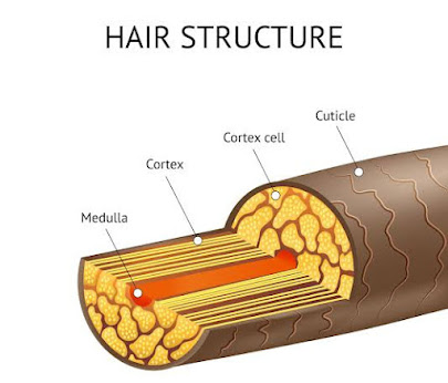 what are hairs | बाल क्या होते हैं | बालों के कितने प्रकार होते हैं | जानिए  बालों के बारे | हमारे बाल काले क्यों होते हैं |