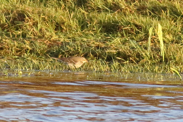 Water Pipit, Pocklington Canal