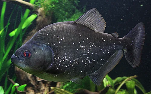 black piranha black piranha harga black piranha tank size black piranha teeth black piranha peru black piranha for sale black piranha bite force black piranha aquarium black piranha size black piranha bite force psi black piranha feeding