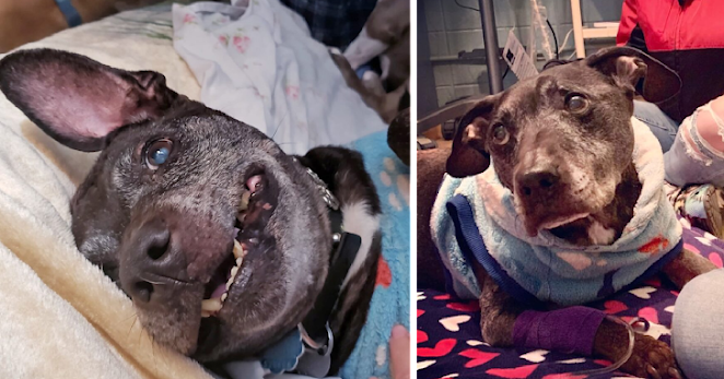 R.I.P. Frodo, The Last Surviving Dog Rescued From Michael Vick’s Dogfighting Ring