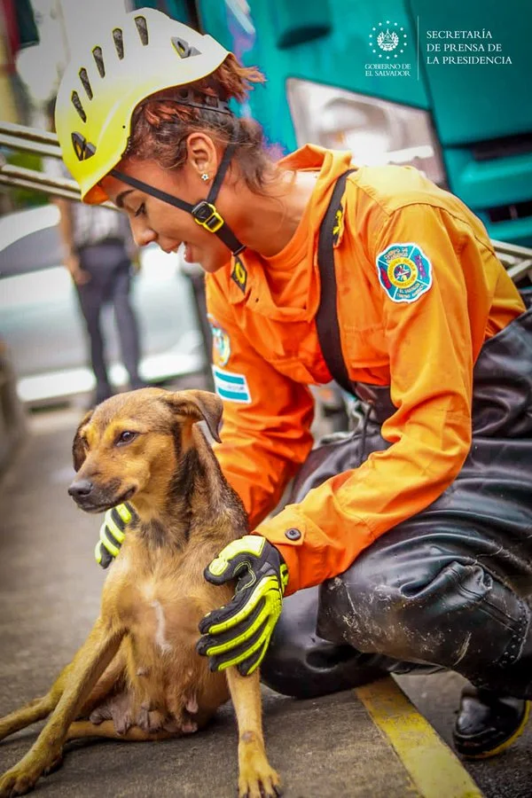 bomberos rescatan a un perro