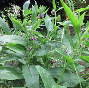 Comfrey