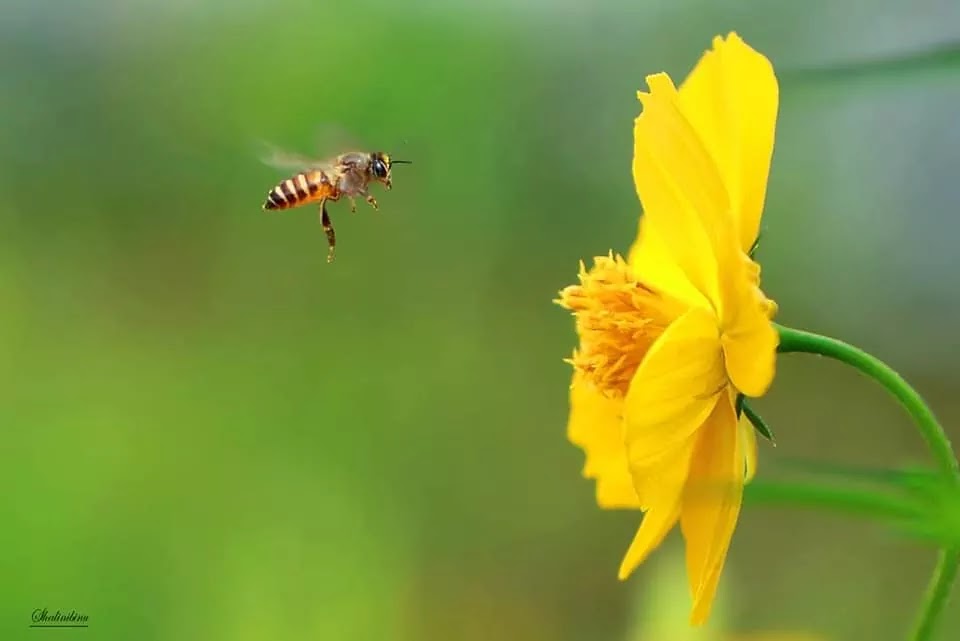 Honey Bee, Yellow Flover, Pollen Bee Flight, Asian Honey Bee on Flight