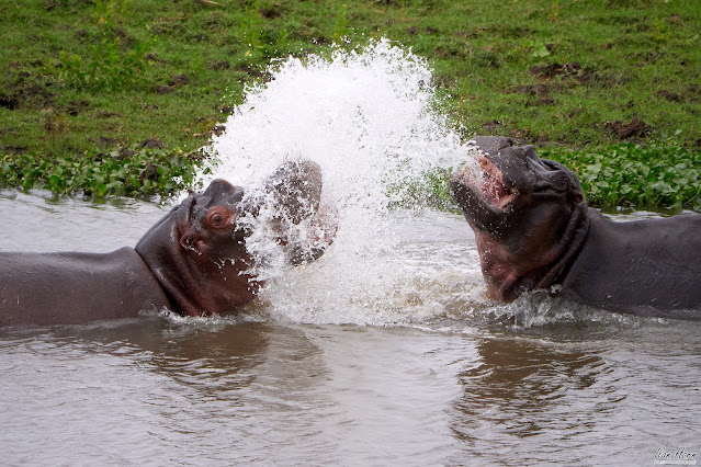 Hippo Fight