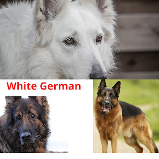 German Shepherd full information