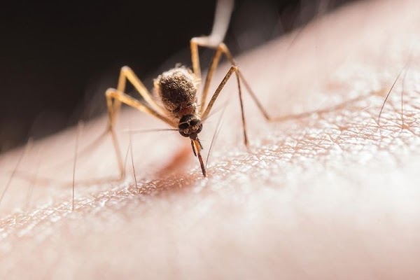 Con estos 10 consejos puedes deshacerte rápidamente de las picaduras de mosquitos