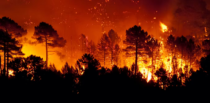 Conafor señala que hay 66 incendios forestales activos en el país