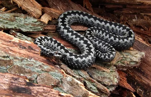 कुछ प्रमुख भारतीय सर्प (Some Major Indian Snakes): नाम, लक्षण|hindi