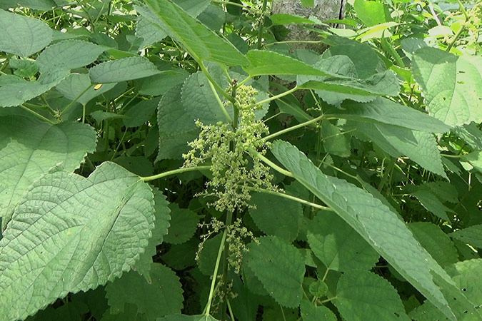 Dlium West Indian woodnettle (Laportea aestuans)