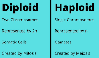difference diploid and haploid