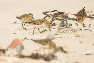 Wildlifefotografie Helgoland Düne Meerstrandläufer Alpenstrandläufer