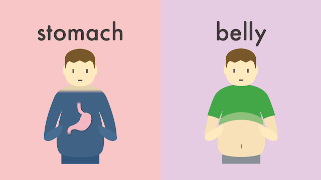 stomach と belly の違い
