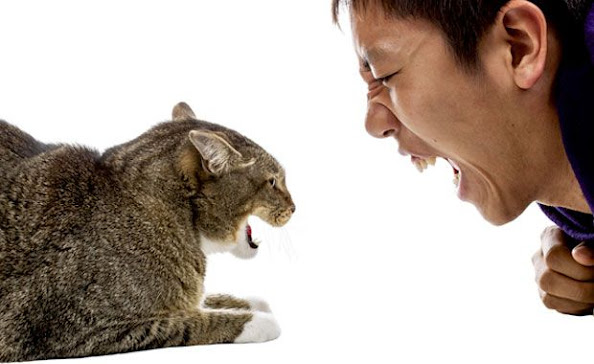Bad relationship between cat and owner