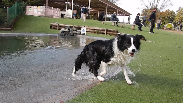 保護犬 ボーダーコリー トーマ 小谷流の里ドギーズアイランド