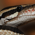 Snake Bite: Physician describes antivenom as best treatment