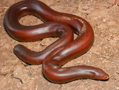 indian sand boa